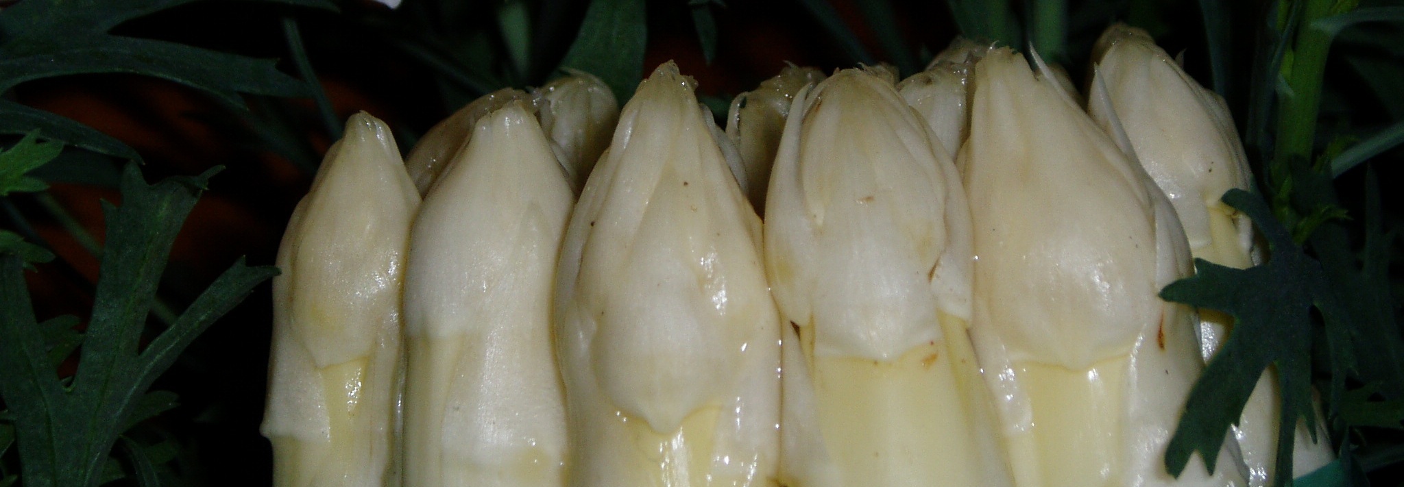 asparago bianco I.G.P. di Badoere