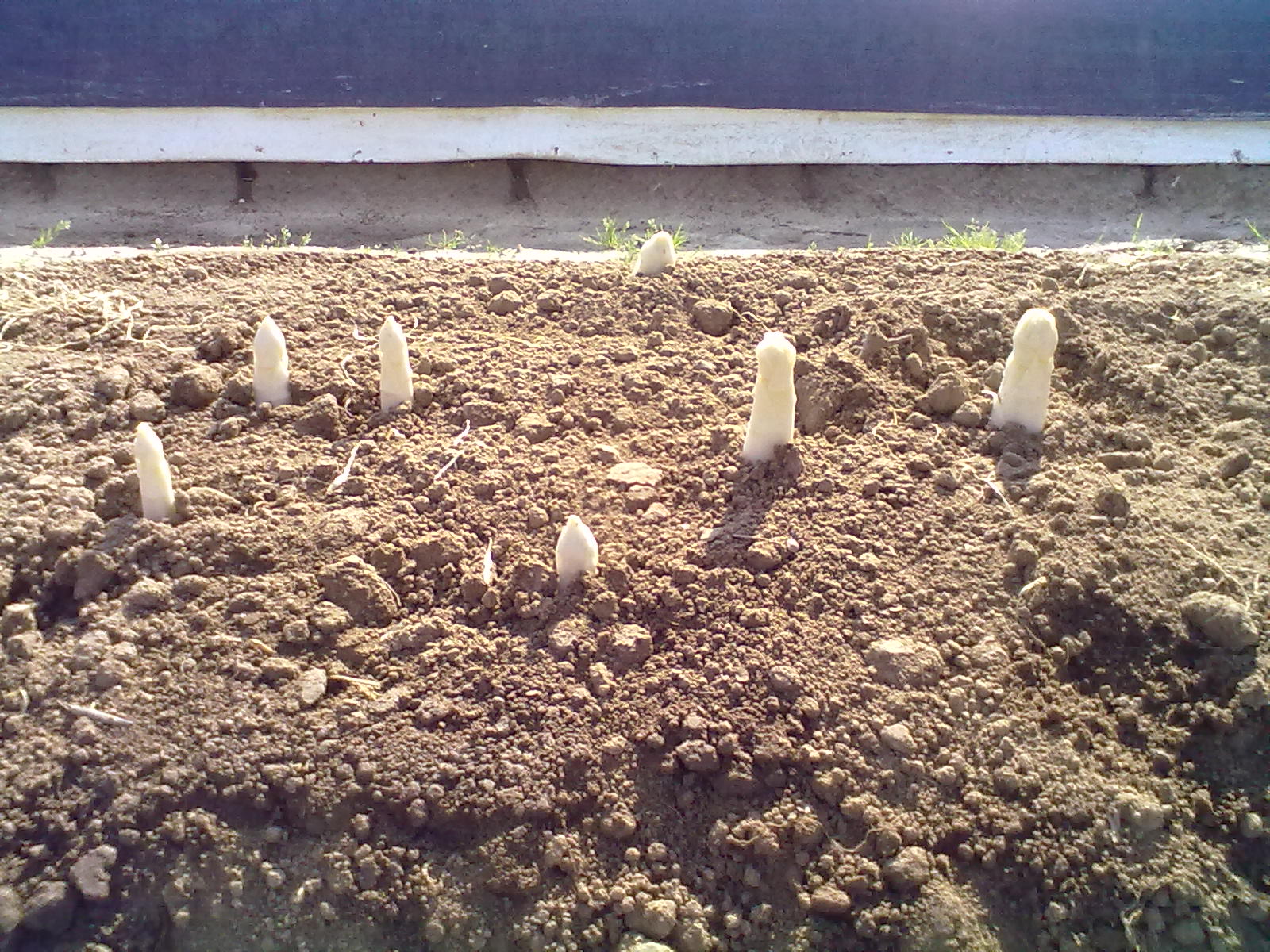 territorio, lavorazione e coltivazione dell'asparago bianco e verde I.G.P di Badoere